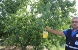 Muğla'da narenciye ihracatına Büyükşehir desteği