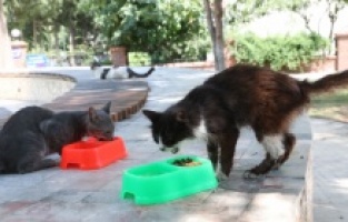 Bayraklı'da can dostlar için ‘bir kap su’ çağrısı