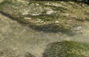 CHP'li Karasu, Tohma Çayı'ndaki toplu balık ölümlerini Meclis gündemine taşıdı