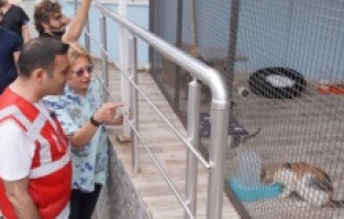 Beyoğlu Belediyesi'nden sokak hayvanları için protokol