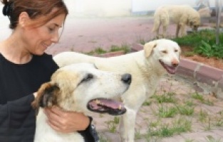 Seyhan Belediye Başkanı Tekin: “Ölümden çözüm olmaz”