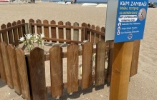 Bursa sahillerinde görülen ‘kum zambakları’ koruma altında