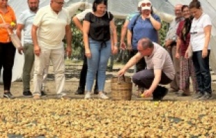 CHP'li Karakoz: "İncir alım fiyatı en az 200 TL olmalıdır"