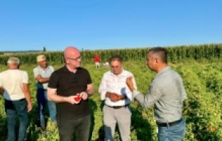 CHP'li Sarı: "Domates tarlada 3, pazarda 15 lira!"