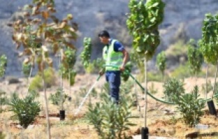 İzmir Büyükşehir, yangınların etkilediği 15 bin ağacı tedavi edecek