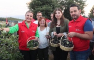 İzmit’te Aronya Hasadı Coşkusu