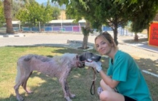 Kuşadası Belediyesi can dostlara umut oldu