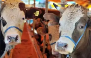 CHP'li Ün: "Büyükbaş hayvan sayısı ithalata rağmen düşüyor"