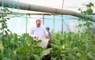 Doyran Patlıcan Şenliği başlıyor