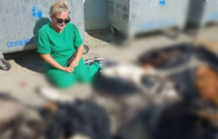 Gebze'de hayvan katliamı: "Belediye Başkanı Büyükgöz'tan açıklama"