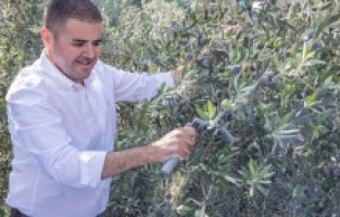 Mezitli'de hasat edilen zeytinler kız çocuklarına umut olacak