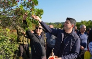 Ataşehir Belediyesi'nden "Geleneksel Dağ Çileği Toplama Festivali"