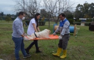 Konyaaltı Belediyesi'nden hayvan bakım ve hijyen eğitimi