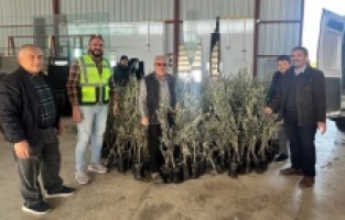 Antalya Büyükşehir'den Alanyalı üreticilere fidan desteği