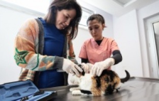 Denizli Büyükşehir 2024’te 24 bin 179 can dostu sağlığına kavuşturdu