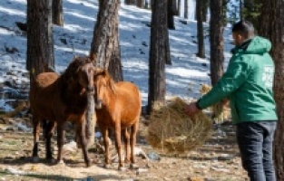 Mersin'de yılkı atları Büyükşehir'e emanet