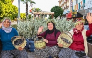 Manavgat'ta Zeytin ve Zeytinyağı Festivali'nin ikincisi başlıyor