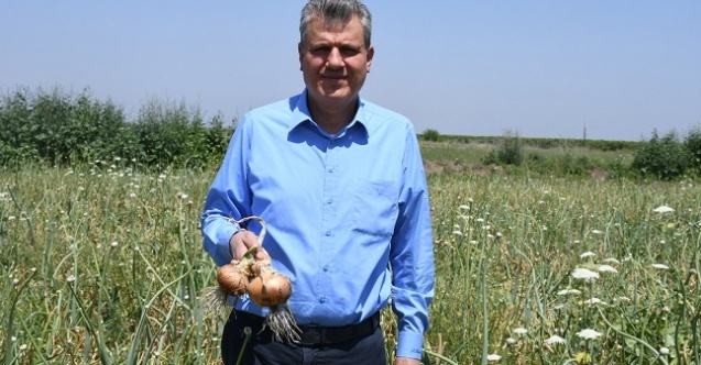 quot;Halkın sofrasına götürülemeyen soğan, tarlada çürüyorquot;