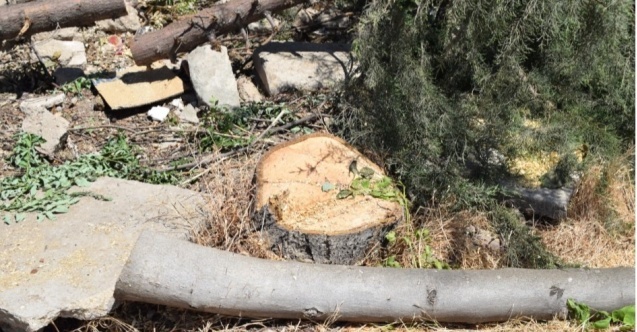 AKP'li belediyenin ağaç katliamına tepki!