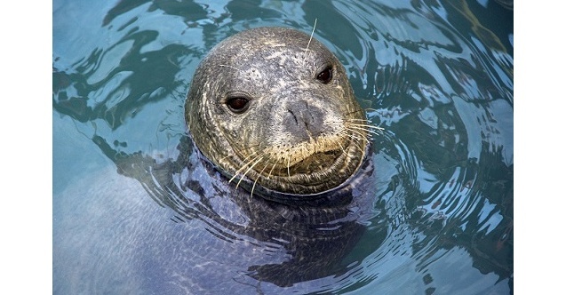 Kuşadası Belediyesi Deniz Canlıları Tanıtım Merkezi kuruyor