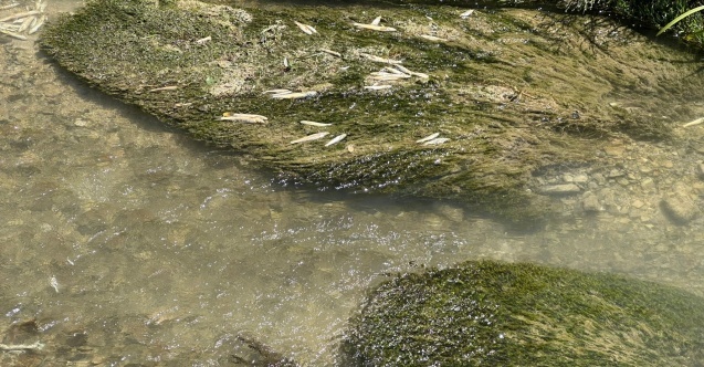 CHP'li Karasu, Tohma Çayı'ndaki toplu balık ölümlerini Meclis gündemine taşıdı