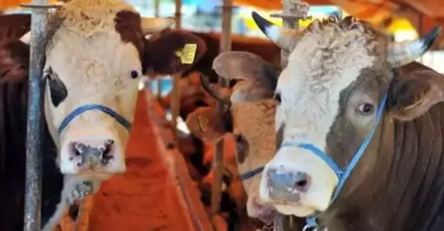 CHP'li Ün: "Büyükbaş hayvan sayısı ithalata rağmen düşüyor"