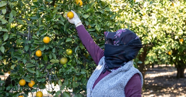 Mersin kan portakalı coğrafi işaret tescilini aldı